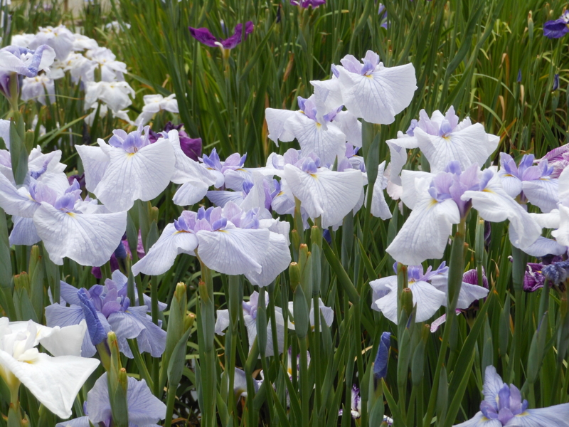 f:id:yayoi50:20130610112332j:plain f:id:yayoi50:20130610112332j:plain