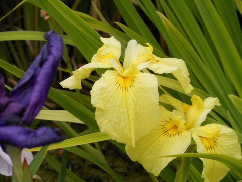 f:id:yayoi50:20130610112508j:plain f:id:yayoi50:20130610112508j:plain