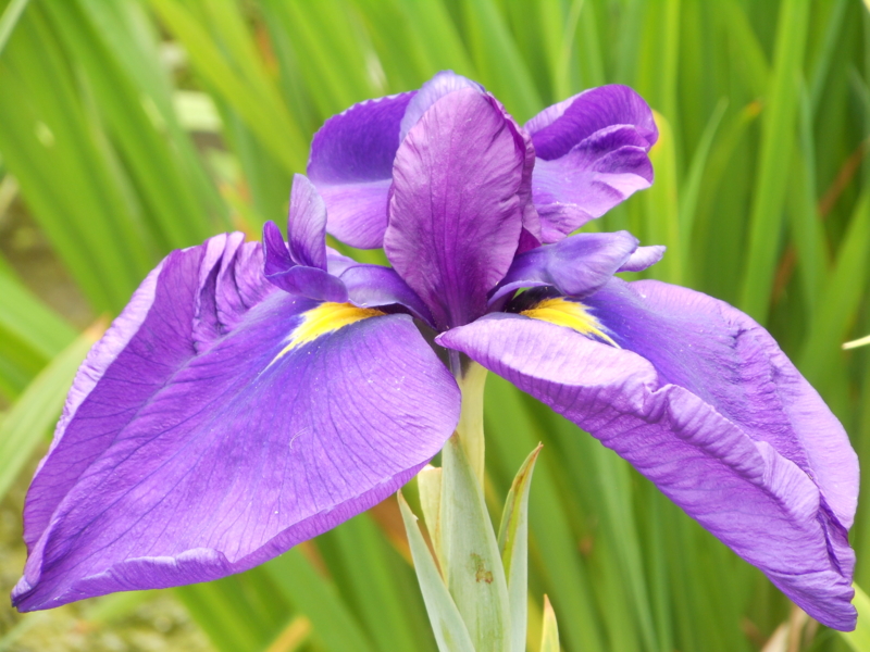 f:id:yayoi50:20130610112549j:plain f:id:yayoi50:20130610112549j:plain