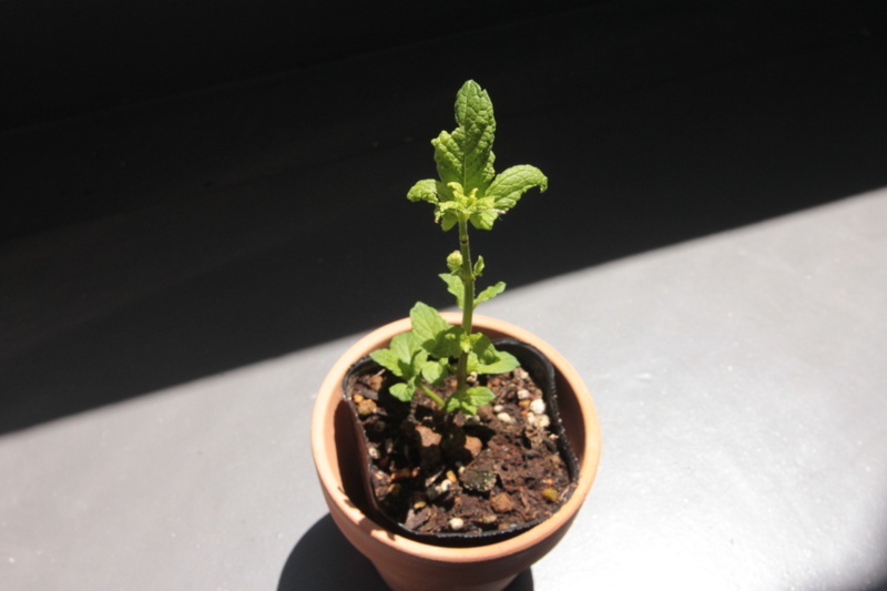 f:id:yazibee:20150518003811j:plain