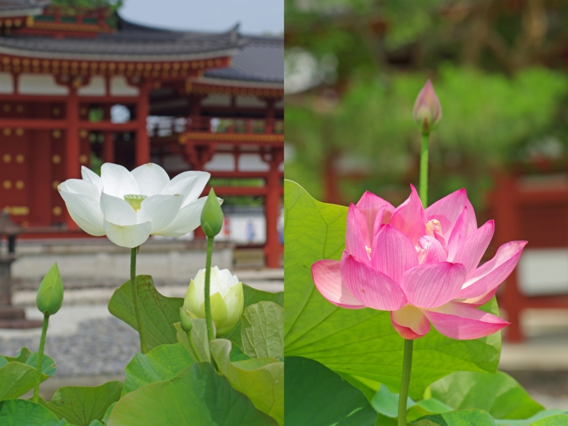 f:id:ykssm:20150702162430j:image f:id:ykssm:20150702162430j:image