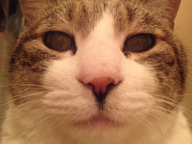 f:id:yktu:20131002175155j:plain