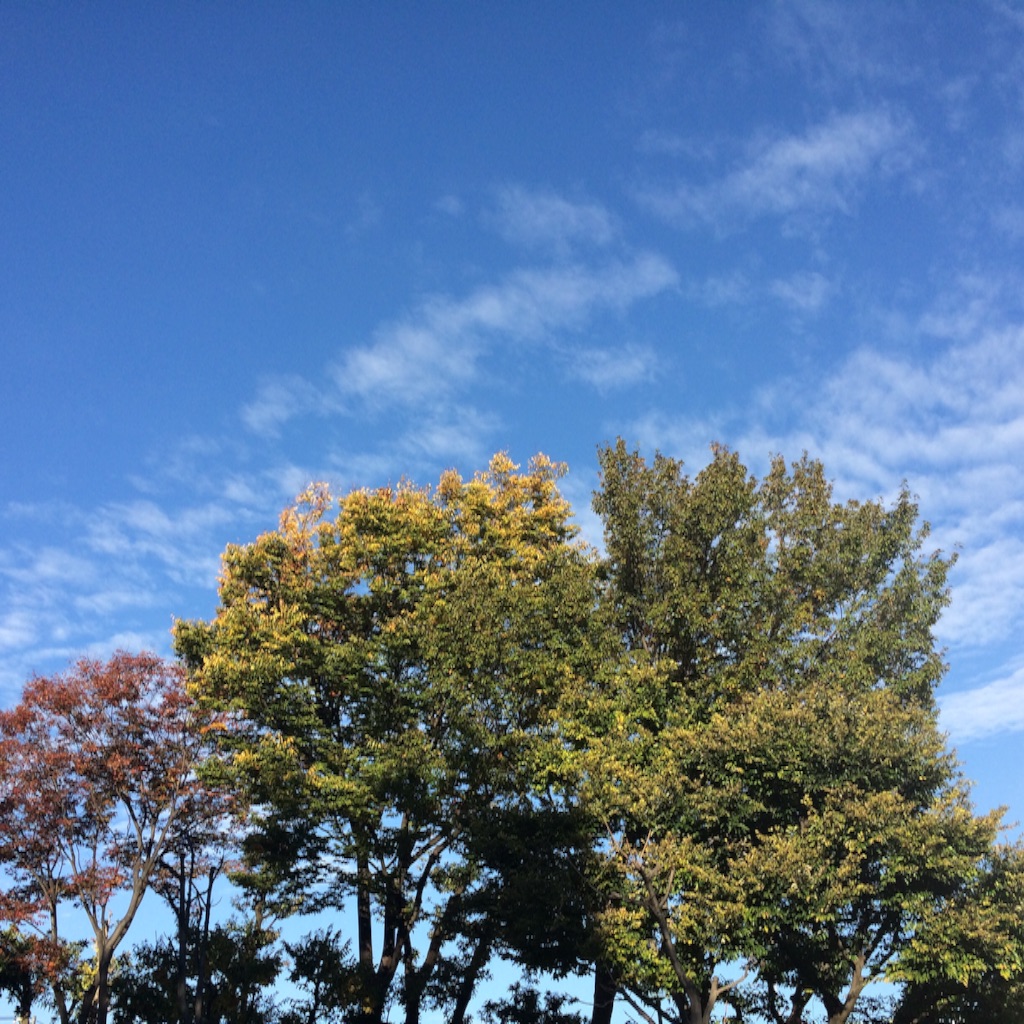 f:id:ymy0927:20151121105826j:image f:id:ymy0927:20151121105826j:image