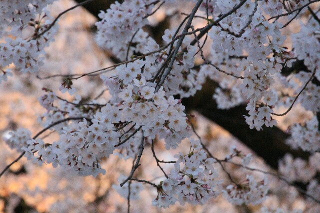 f:id:yocchaaaan:20160331164821j:image f:id:yocchaaaan:20160331164821j:image