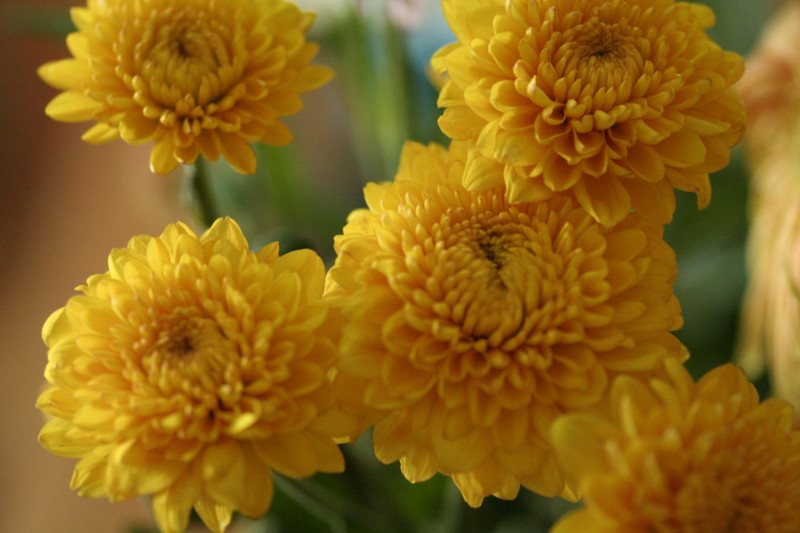 f:id:yocchi_gogo:20090726222736j:image:w250:right f:id:yocchi_gogo:20090726222736j:image:w250:right