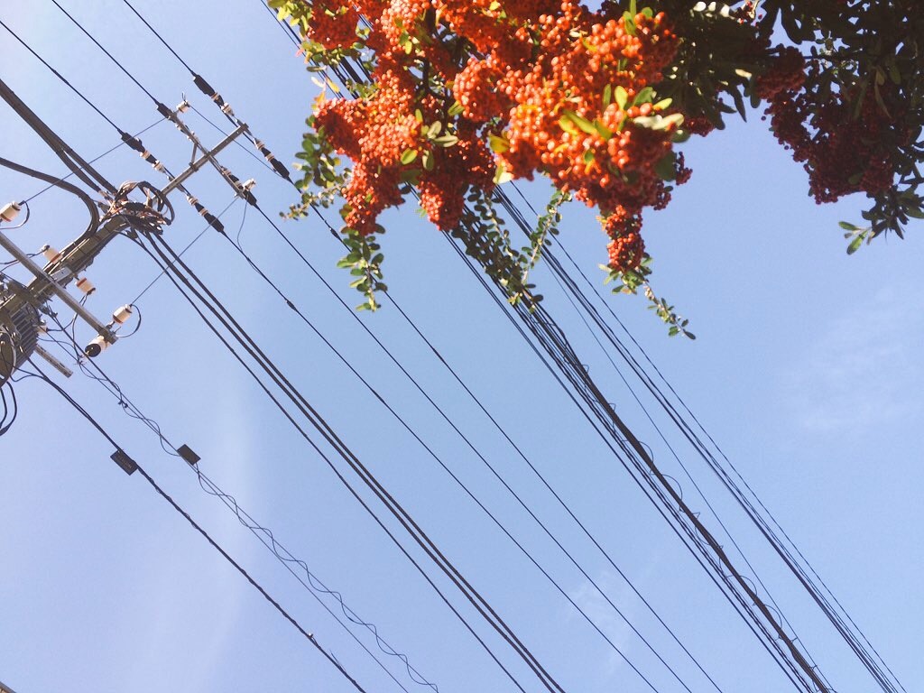 f:id:yoco_0531:20151129150133j:image f:id:yoco_0531:20151129150133j:image