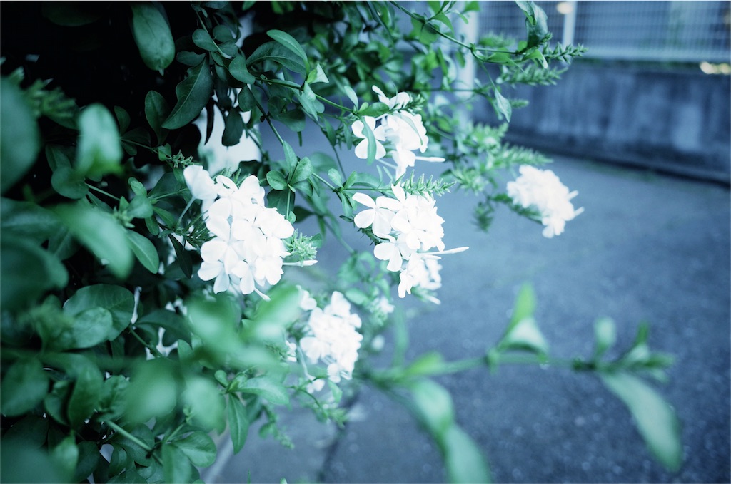 f:id:yoco_0531:20160619222735j:image f:id:yoco_0531:20160619222735j:image