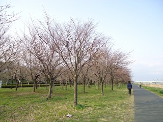 小松川千本桜 小松川千本桜