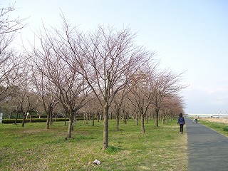 小松川千本桜