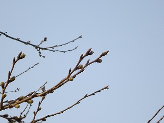桜の蕾 桜の蕾