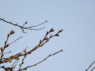 桜の蕾