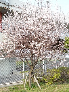 これは桃の花