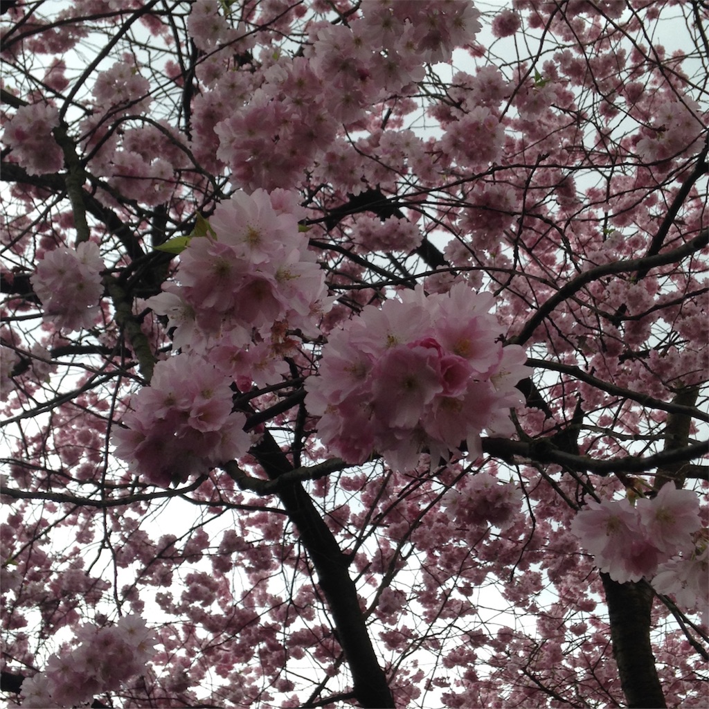 f:id:yogaflower:20160409163413j:image f:id:yogaflower:20160409163413j:image
