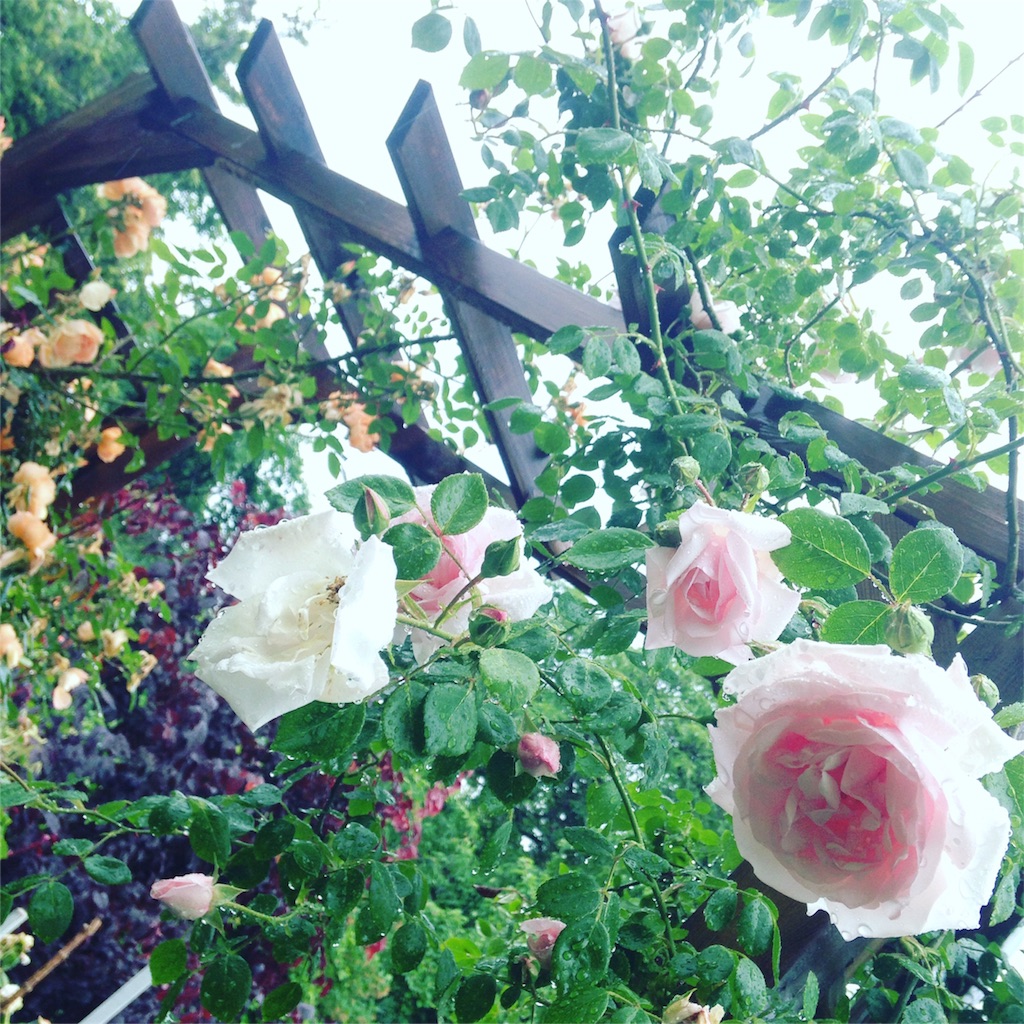 f:id:yogaflower:20160624191905j:image f:id:yogaflower:20160624191905j:image