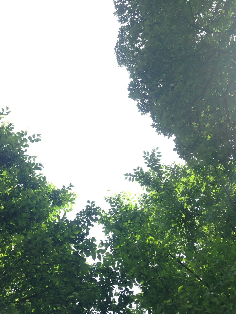f:id:yogaflower:20160710211536j:image f:id:yogaflower:20160710211536j:image