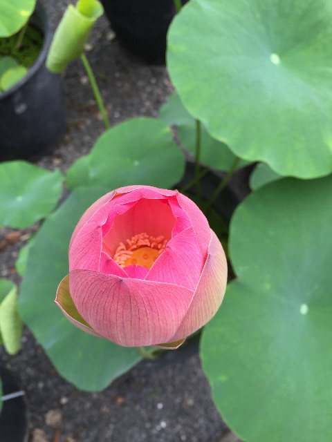 f:id:yogaokasan:20150628234820j:image f:id:yogaokasan:20150628234820j:image