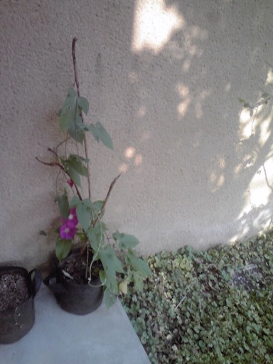 f:id:yogaokasan:20150803081201j:image f:id:yogaokasan:20150803081201j:image