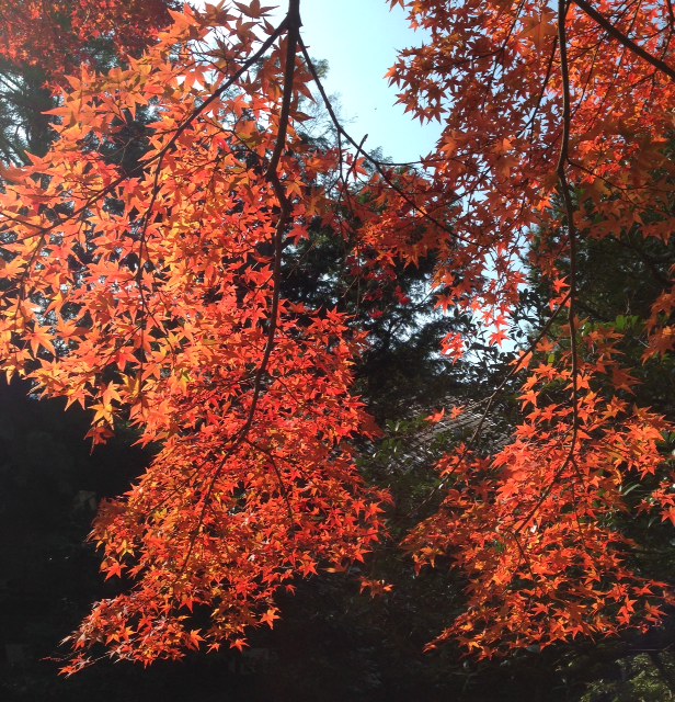 f:id:yokoimapleiades:20141124112749j:plain