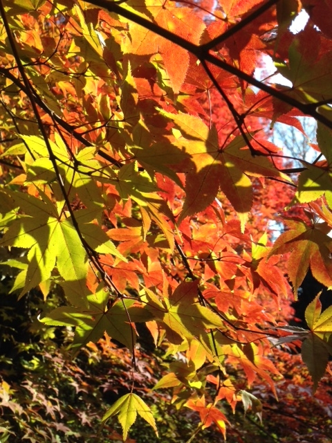 f:id:yokoimapleiades:20141124112912j:plain