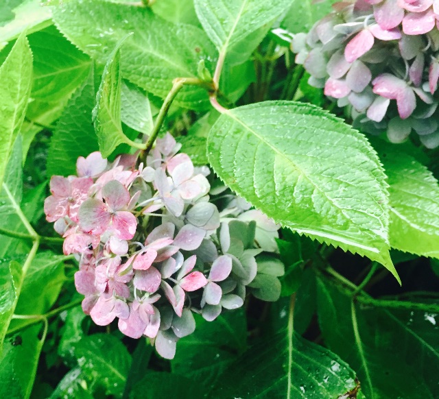 f:id:yoruoka26:20150705133016j:image f:id:yoruoka26:20150705133016j:image