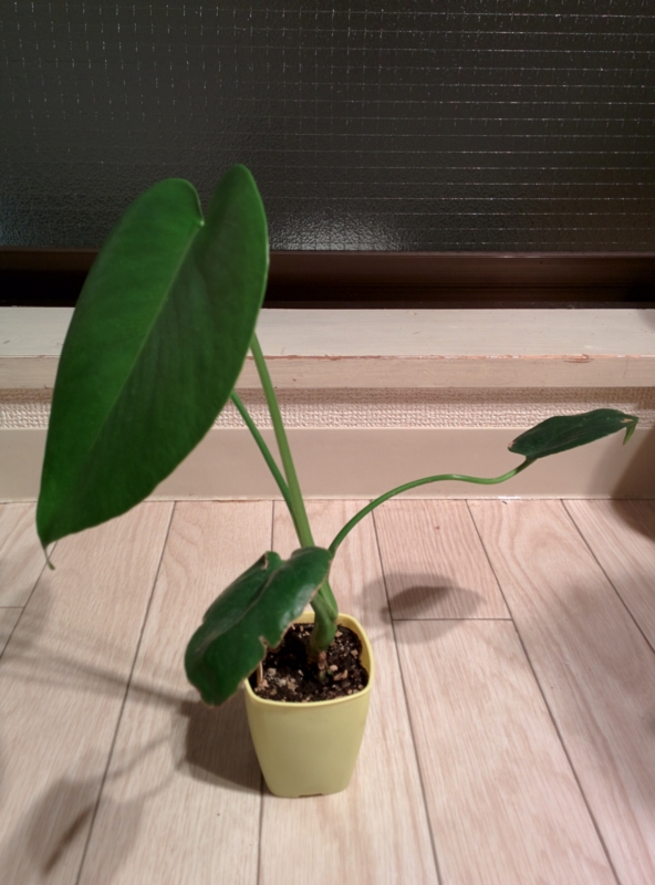 f:id:yoshida_lab:20150423224820j:plain f:id:yoshida_lab:20150423224820j:plain