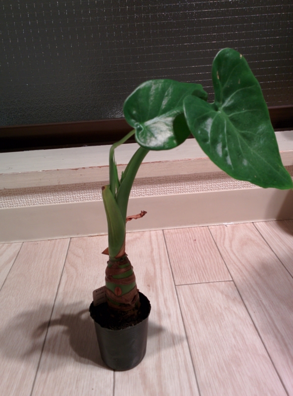 f:id:yoshida_lab:20150423224822j:plain f:id:yoshida_lab:20150423224822j:plain