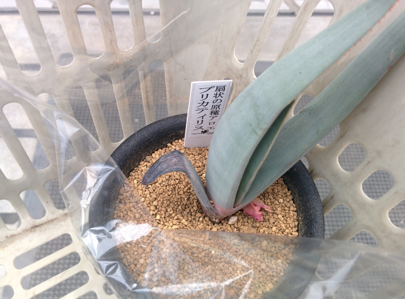 f:id:yoshida_lab:20150515235017j:plain f:id:yoshida_lab:20150515235017j:plain
