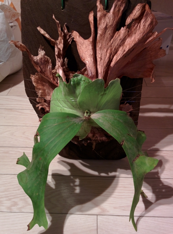 f:id:yoshida_lab:20150619230145j:plain f:id:yoshida_lab:20150619230145j:plain