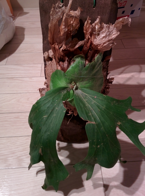 f:id:yoshida_lab:20150619230146j:plain f:id:yoshida_lab:20150619230146j:plain