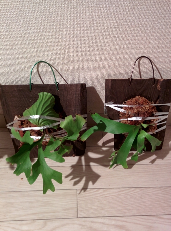 f:id:yoshida_lab:20150709161401j:plain f:id:yoshida_lab:20150709161401j:plain
