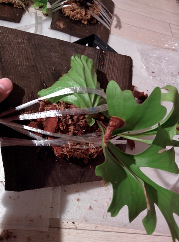 f:id:yoshida_lab:20150709161409j:plain f:id:yoshida_lab:20150709161409j:plain