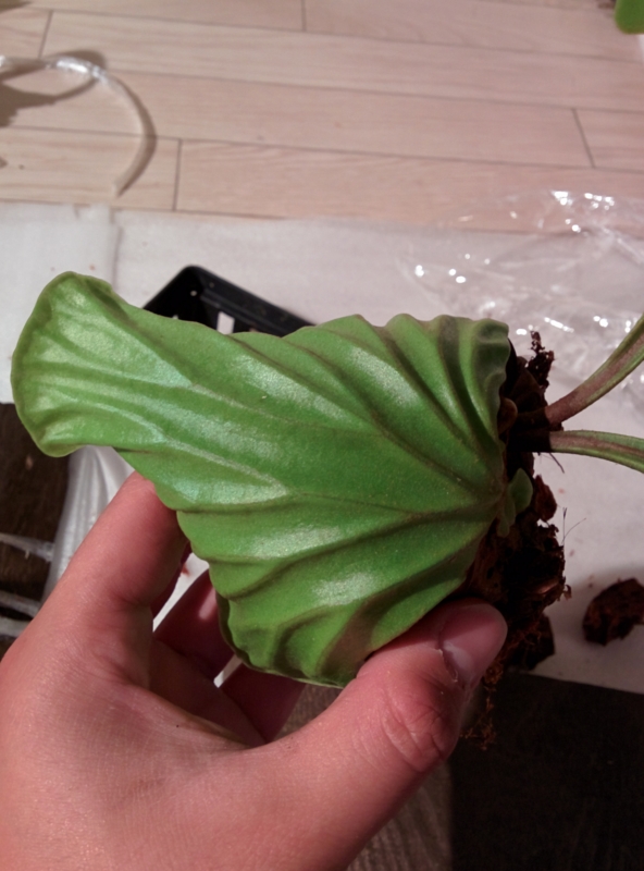f:id:yoshida_lab:20150709161411j:plain f:id:yoshida_lab:20150709161411j:plain