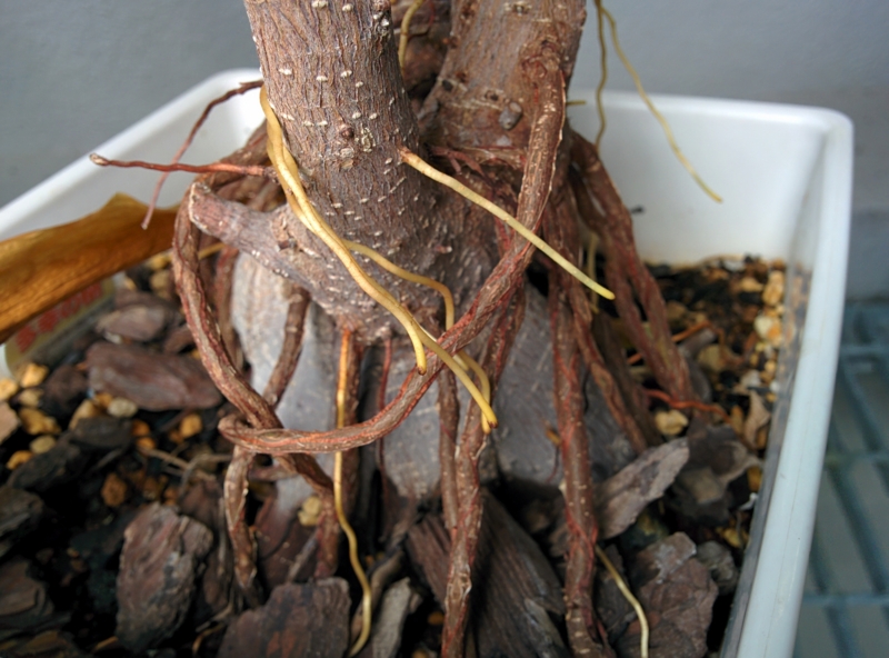 湿度の高いと気根が出るらしい。10年弱のガジュマルの気根。 YOSHIDA LAB's BLOG