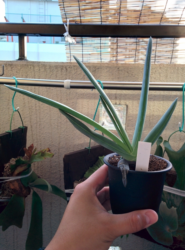 f:id:yoshida_lab:20150725000537j:plain f:id:yoshida_lab:20150725000537j:plain