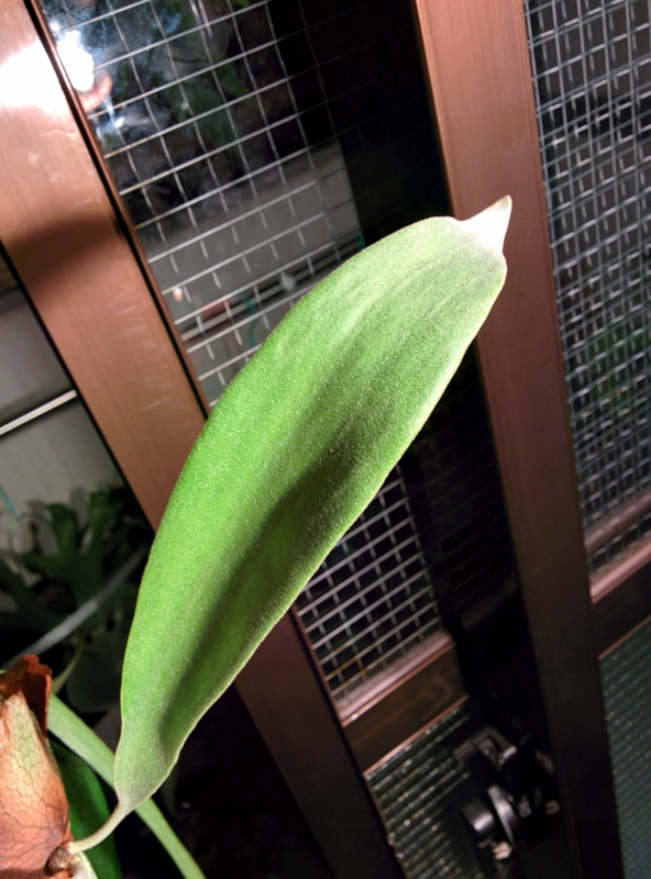 f:id:yoshida_lab:20150801222611j:plain f:id:yoshida_lab:20150801222611j:plain