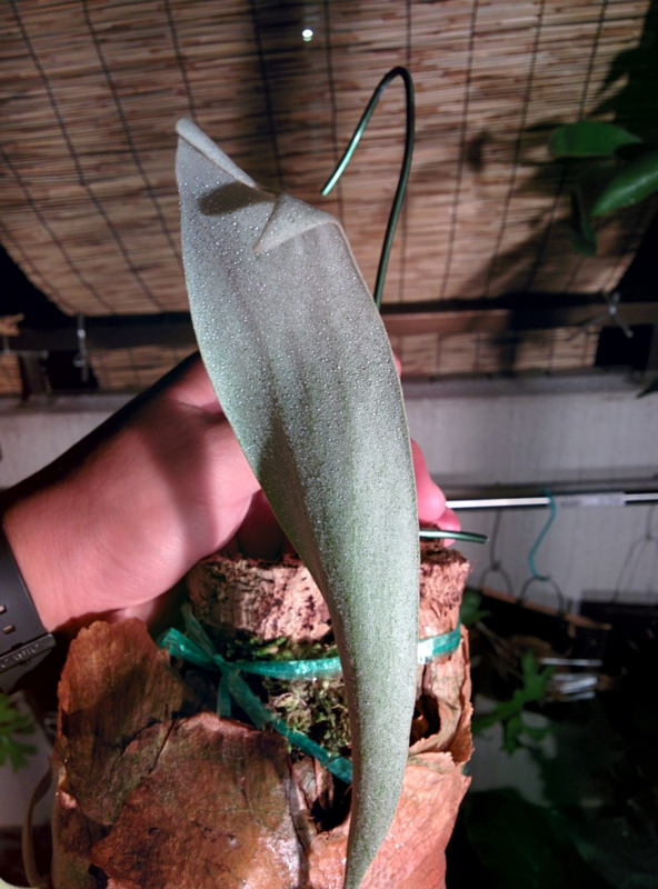 f:id:yoshida_lab:20150801222612j:plain f:id:yoshida_lab:20150801222612j:plain