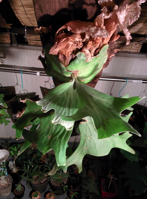f:id:yoshida_lab:20150801222614j:plain f:id:yoshida_lab:20150801222614j:plain