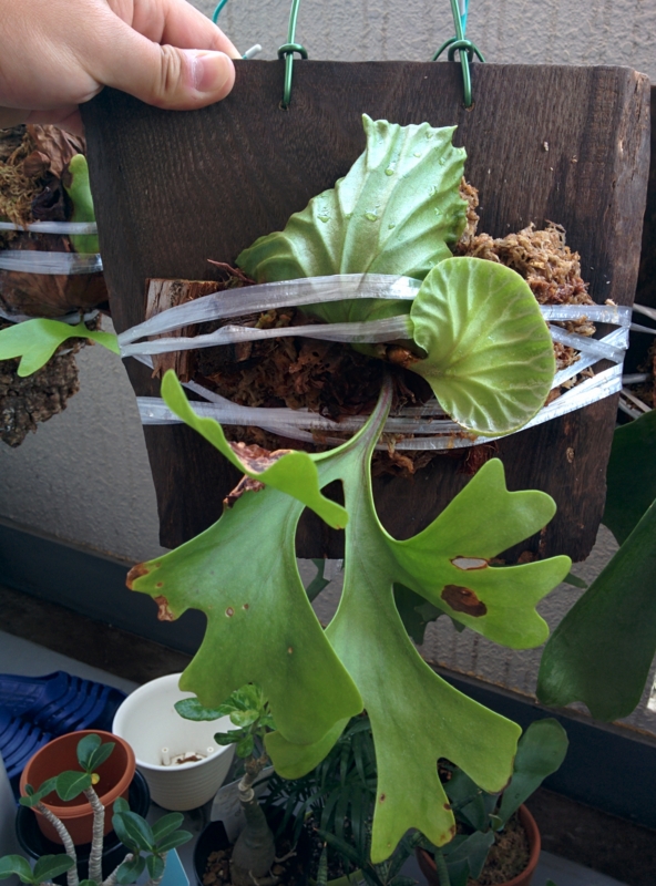 f:id:yoshida_lab:20150804104927j:plain f:id:yoshida_lab:20150804104927j:plain