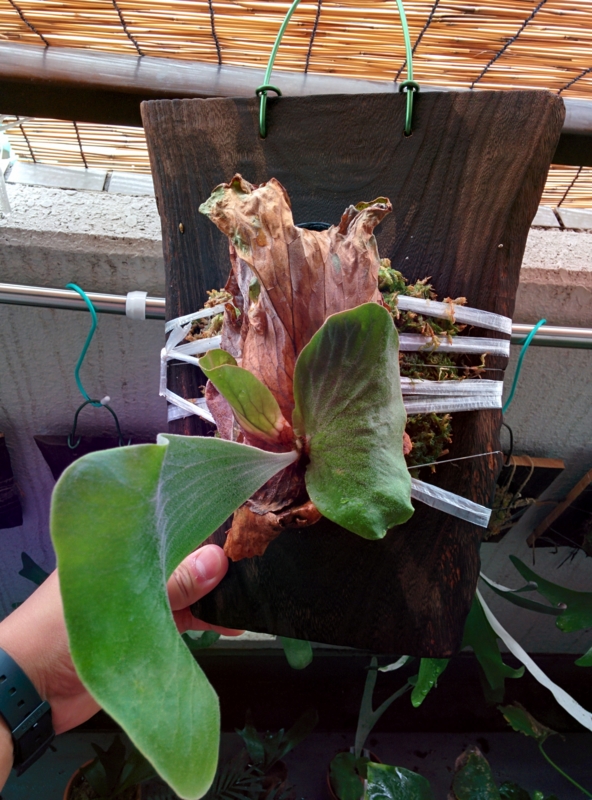 f:id:yoshida_lab:20150925100410j:plain f:id:yoshida_lab:20150925100410j:plain