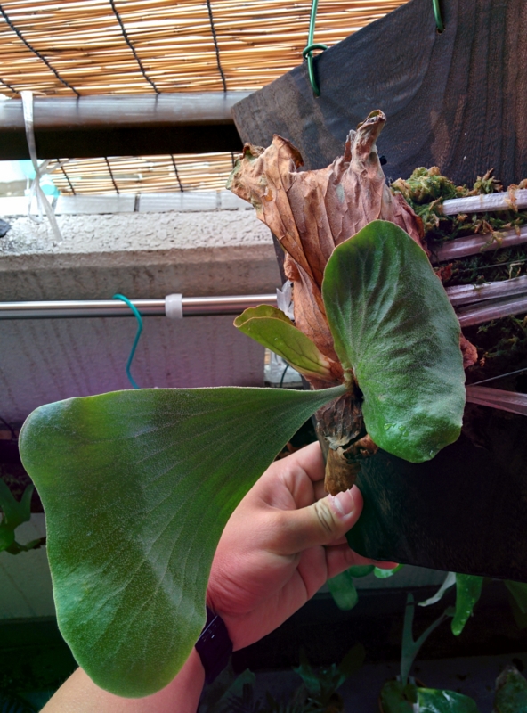 f:id:yoshida_lab:20150925100411j:plain f:id:yoshida_lab:20150925100411j:plain