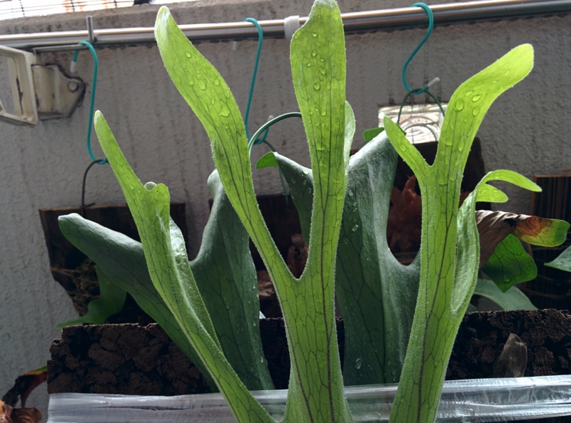 f:id:yoshida_lab:20150925100426j:plain f:id:yoshida_lab:20150925100426j:plain