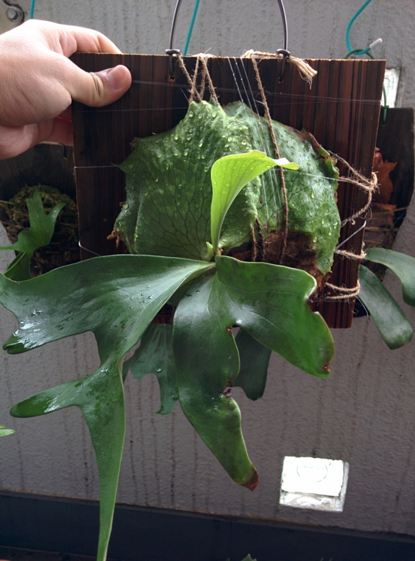 f:id:yoshida_lab:20150925100427j:plain f:id:yoshida_lab:20150925100427j:plain