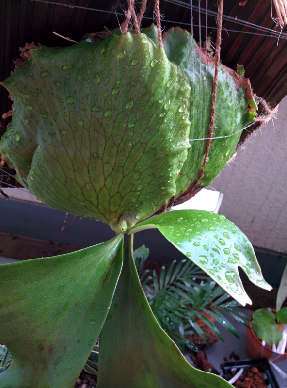f:id:yoshida_lab:20150925100429j:plain f:id:yoshida_lab:20150925100429j:plain