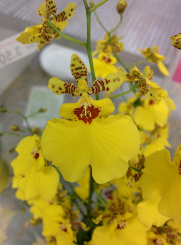 f:id:yoshida_lab:20151003194358j:plain f:id:yoshida_lab:20151003194358j:plain