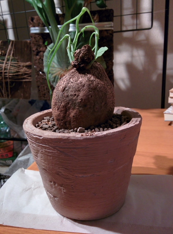 f:id:yoshida_lab:20151016141745j:plain f:id:yoshida_lab:20151016141745j:plain