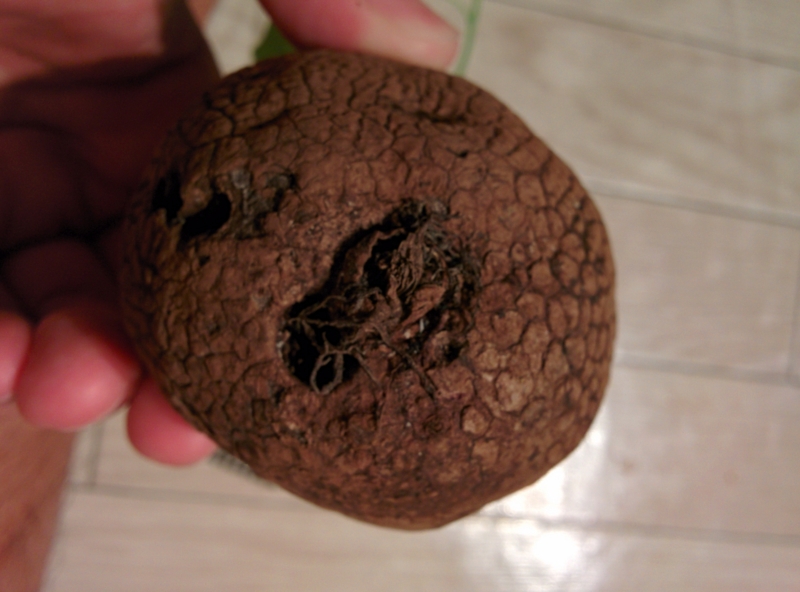 f:id:yoshida_lab:20151016142250j:plain f:id:yoshida_lab:20151016142250j:plain