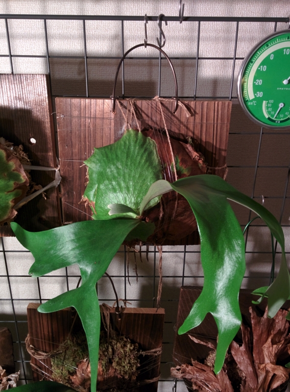f:id:yoshida_lab:20151104221325j:plain f:id:yoshida_lab:20151104221325j:plain