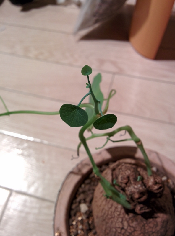 f:id:yoshida_lab:20151106221647j:plain f:id:yoshida_lab:20151106221647j:plain
