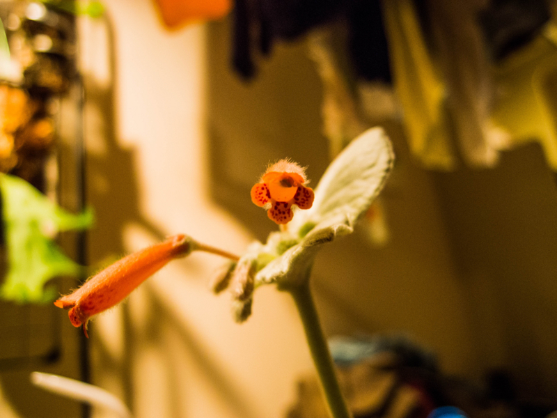 f:id:yoshida_lab:20151112225315j:plain f:id:yoshida_lab:20151112225315j:plain