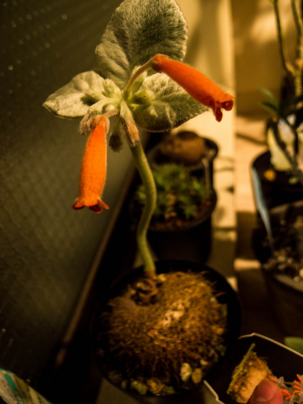 f:id:yoshida_lab:20151112225317j:plain f:id:yoshida_lab:20151112225317j:plain